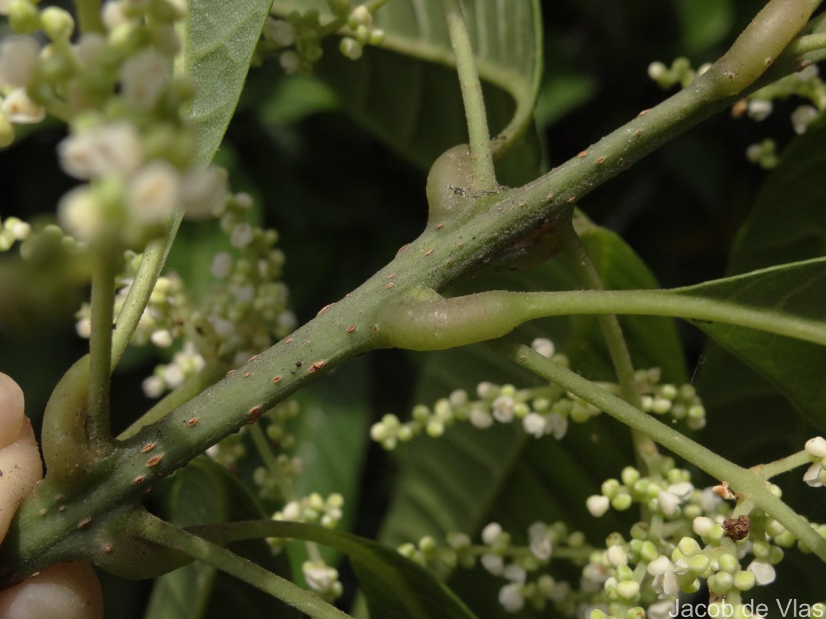 Meliosma simplicifolia (Roxb.) Walp.